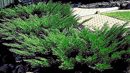 Ardıç Kazak tamariscifolia - açıklama, bakım ve üreme