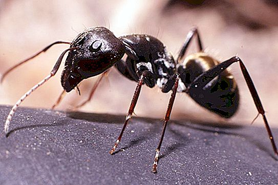 Hormiguero: dispositivo, etapas de construcción, foto. Hormiguero desde el interior: división en castas y hechos interesantes de la vida de las hormigas