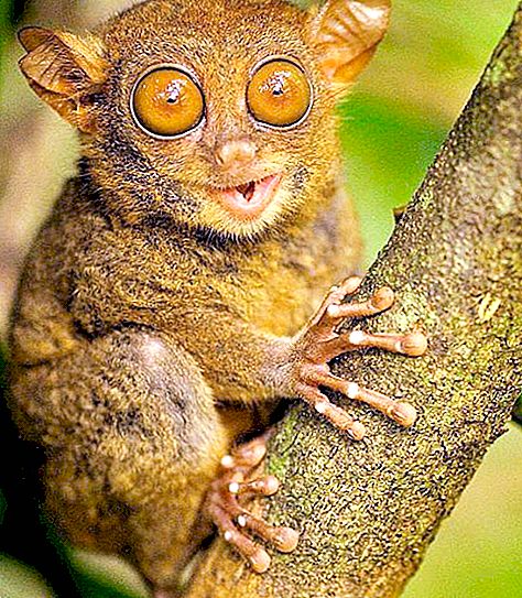 Animaux incroyables de la planète: singe tarsier, qui tourne la tête à 180 degrés