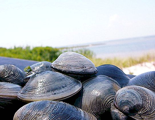 Shell-mollusks: paglalarawan, istraktura at larawan
