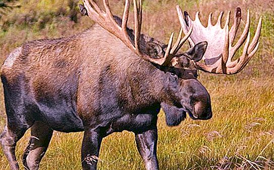 Why do moose like salt? Causes and consequences