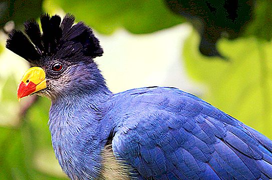 केला खाने वाला पक्षी: निवास स्थान, विवरण, फोटो