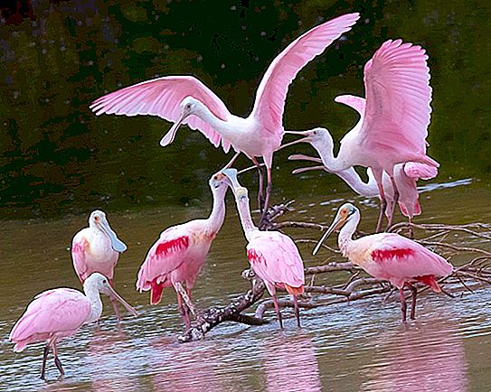 Güney Amerika Kuşları: türler, sınıflandırma, habitat, beslenme, özellikler ve ilginç gerçekler
