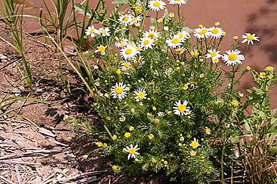 Odorless chamomile: a description of the species where the plant is found and how to deal with it