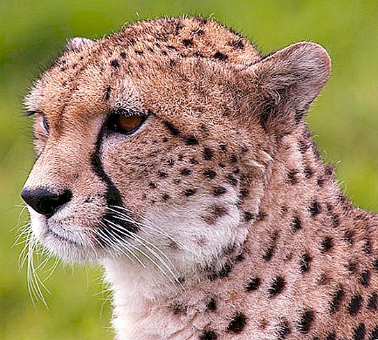 The fastest animal in the world. Cheetah speed equals car speed