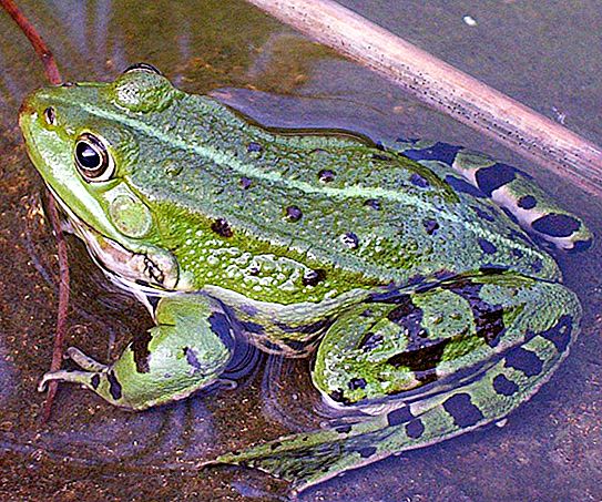 Edible Frog: spesies, berkembang biak, foto