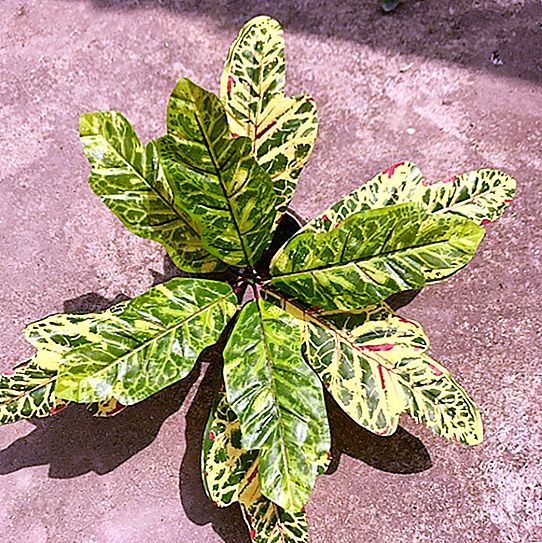 Euphorbia family: description and distribution