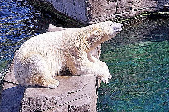 You will not immediately believe what color the skin of a polar bear