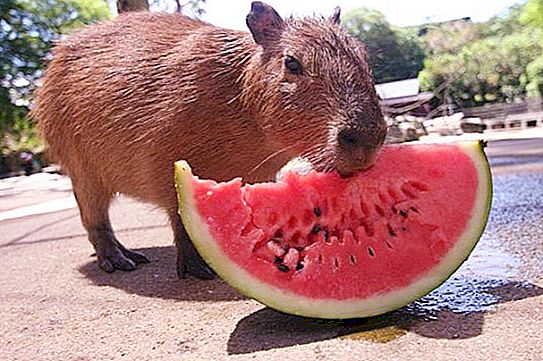 L’animal capybara és el rosegador més gran. Descripció, foto