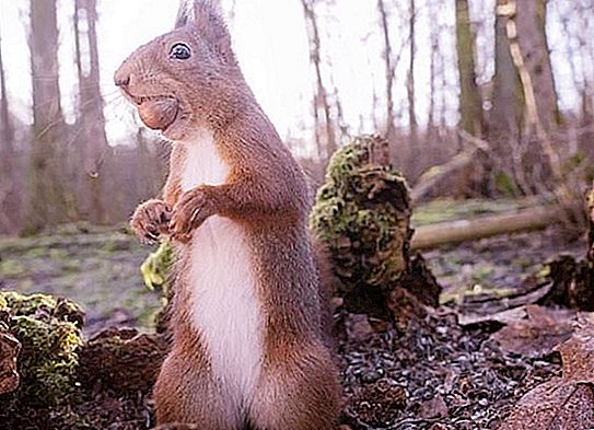 53 metų savamokslis fotografas iš Švedijos iš arti fotografavo voveres, žaisdamas priešais kamerą.