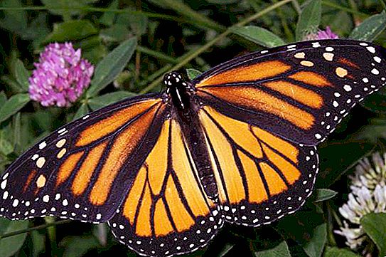 Monarca borboleta Dananaida: descrição, natureza e habitat