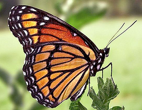 Butterfly σοκολάτας - Εκτελεστής των επιθυμιών