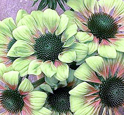 Πράσινο λουλούδι ως διακόσμηση του κήπου. Πράσινο όνομα χρωμάτων και φωτογραφίες