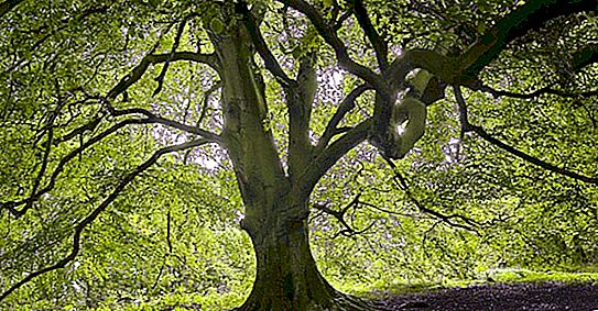 Elm pokok: keterangan, spesies, di mana ia tumbuh