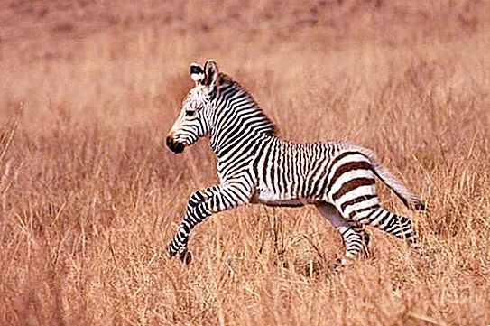 Cuccioli di zebra. Habitat e stile di vita