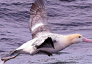 Où l'albatros à dos blanc vit-il dans la nature? Description et photo de l'oiseau