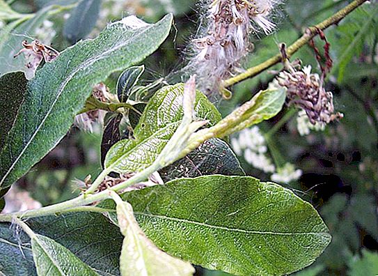 Ash willow: bush or tree?