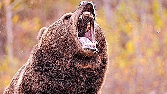 Bagaimana cara memahami beruang? Para ilmuwan telah mempelajari 46 beruang liar dan menemukan apa yang memengaruhi perilaku mereka.