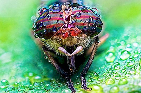 Gats, aranyes i granotes: 10 criatures a la Terra amb els òrgans de la visió més inusuals