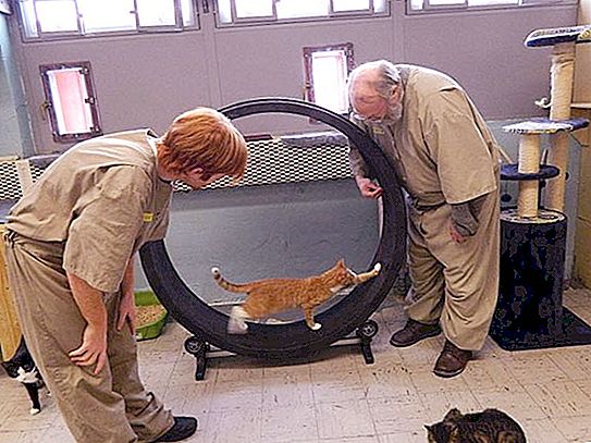 Ligaen for beskyttelse av dyr har lansert et uvanlig program for å hjelpe fanger - de er invitert til å ta vare på katter