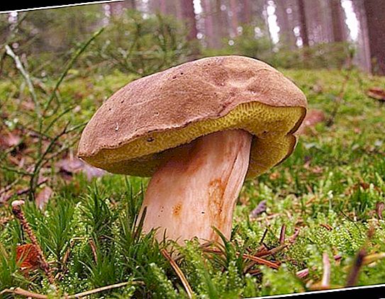 Flywheel - edible, tasty and fragrant mushroom