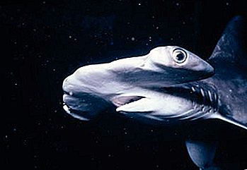 Sinh vật biển khác thường - Cá mập đầu búa
