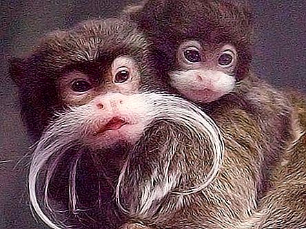 Opice: vrste, značilnosti. Kakšne vrste opic obstajajo?