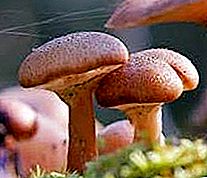 Podzimní houby. Podzimní medová agarika - nebezpečný dvojník (název)