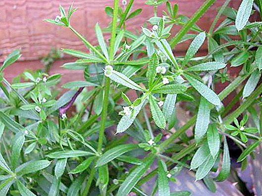 Clinging bed - an aggressive weed with medicinal properties