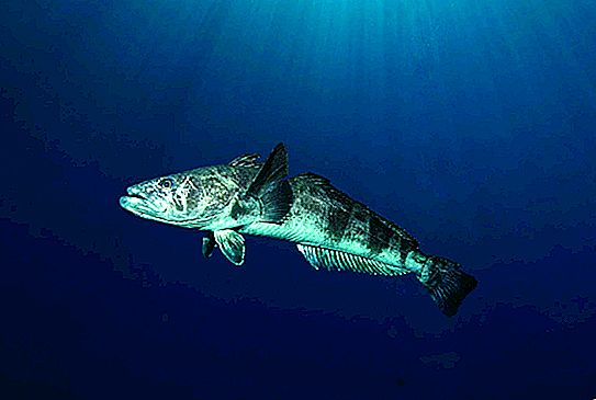 أسماك باتاغونيا للأسنان - حيث تعيش وما هو مثير للاهتمام.