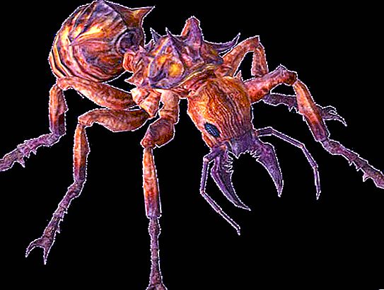 ¿Cuántas patas tienen las hormigas?