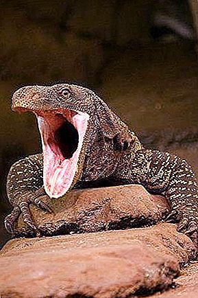 Kuščarji Komodo: opis in fotografija