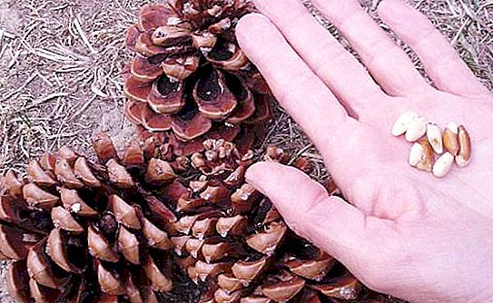 Pine pähkinäydin: ominaisuudet, hyödylliset ominaisuudet ja haitat