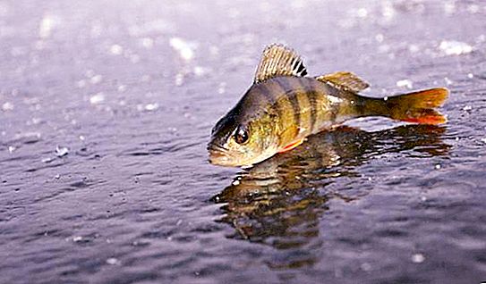 Fagyasztott hal télen: jellemzői, lehetséges okai és megelőzésének módjai