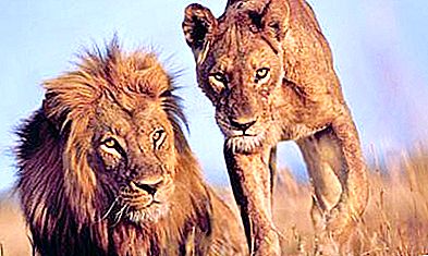 Châu Phi: động vật hoang dã. Động vật hoang dã - Sư tử châu Phi