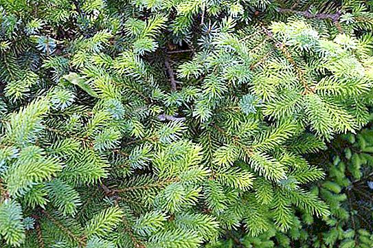 Ayan spruce: species description, range, care for the evergreen tree