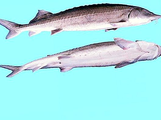 Ang Beluga ay isang isda na malungkot