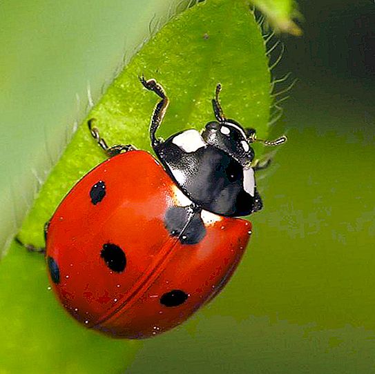 Ladybug เจ็ดจุด: คำอธิบายของประเภทและประโยชน์ที่จะได้รับ
