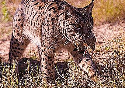 Wat eet een lynx in het bos? Wat eet de lynx in de taiga?
