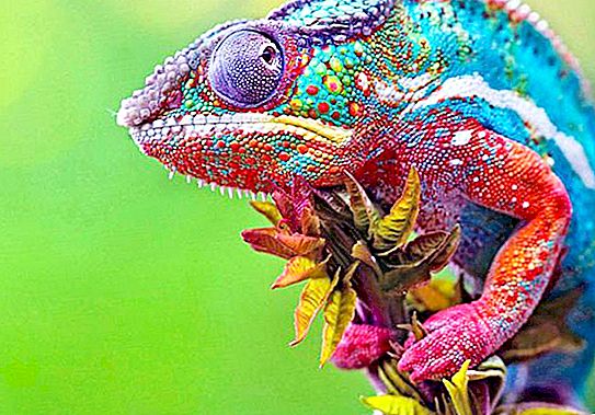 Ką valgo chameleonai, kur jie gyvena, kodėl jie keičia spalvą