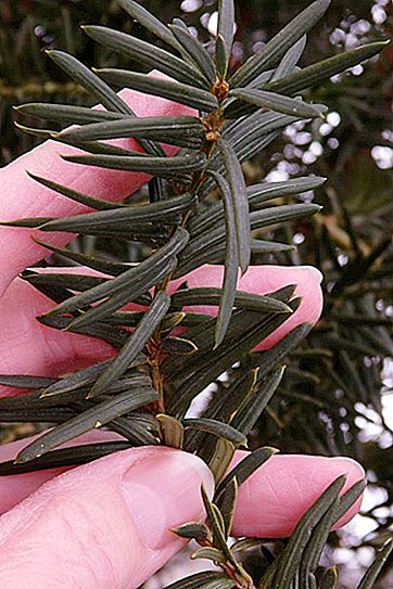 What is yew: description with photos, types of yew, where it grows and what is useful