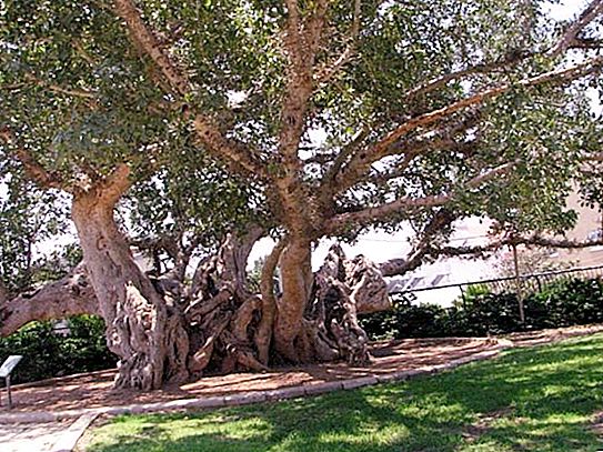 Rovný strom - južný obor