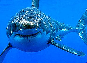 هل توجد أسماك القرش في البحر الأسود؟