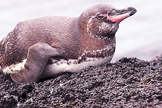加拉帕戈斯企鹅：栖息地，营养，有趣的事实