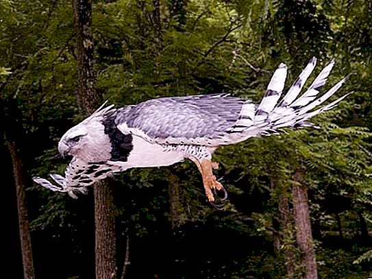 Harpy - en fugl med et mytologisk navn