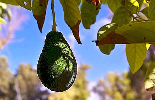 Avocado-elsker: Amerikanerne lider af invasion af biller, der ødelægger planterblade