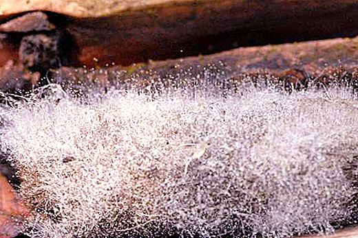 Champignon Mucor ou moisissure blanche: caractéristiques structurelles, reproduction et nutrition