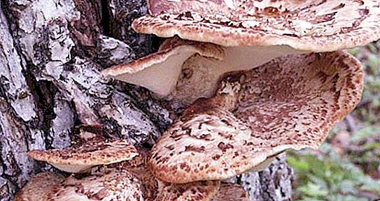 Svampe tinder svamp skællende: foto og beskrivelse