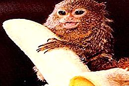 Marmoset pitic: cea mai blândă și cea mai dulce cea mai mică maimuță din lume