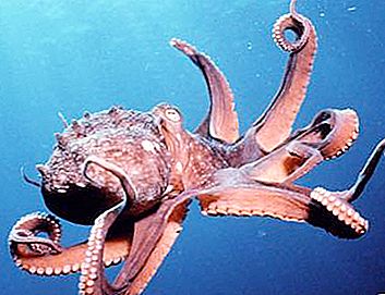 Mga naninirahan sa dagat. Octopus. Paglalarawan, tampok. Gaano karaming mga binti ang mayroon ng octopus?